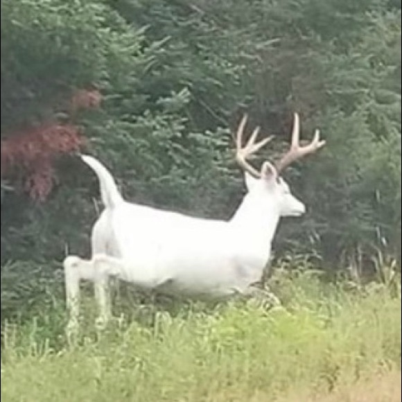 Meet your Posher, Caleb - Picture 1 of 1